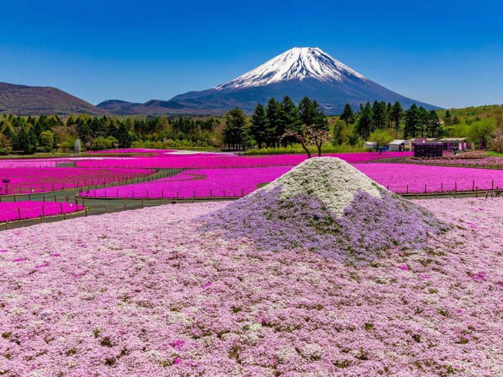 約50万株の芝桜の見頃は4月中旬から5月下旬