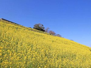 見渡す限り菜の花の黄色い絨毯はこの時期だけの光景
