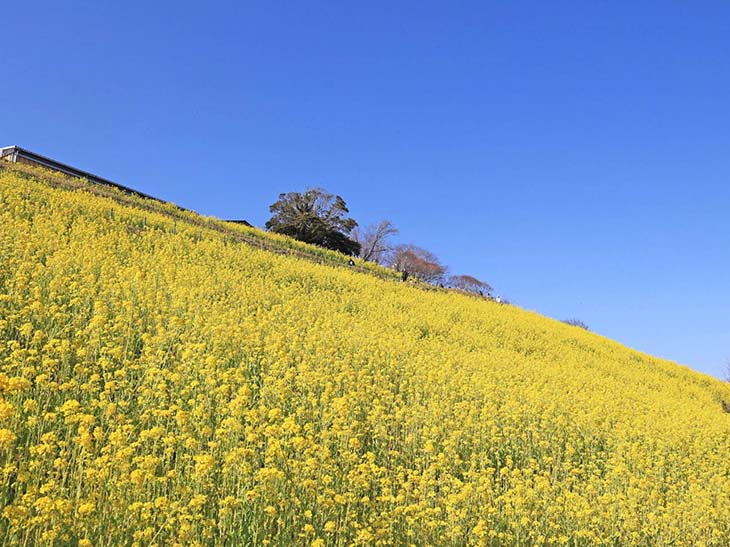 見渡す限り菜の花の黄色い絨毯はこの時期だけの光景