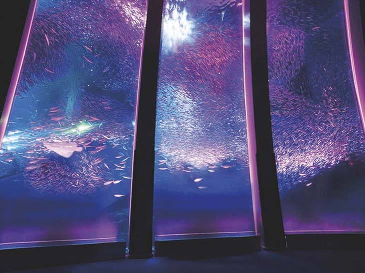 5万尾のイワシが魅せるショー「スーパーイワシイリュージョン 桜」
