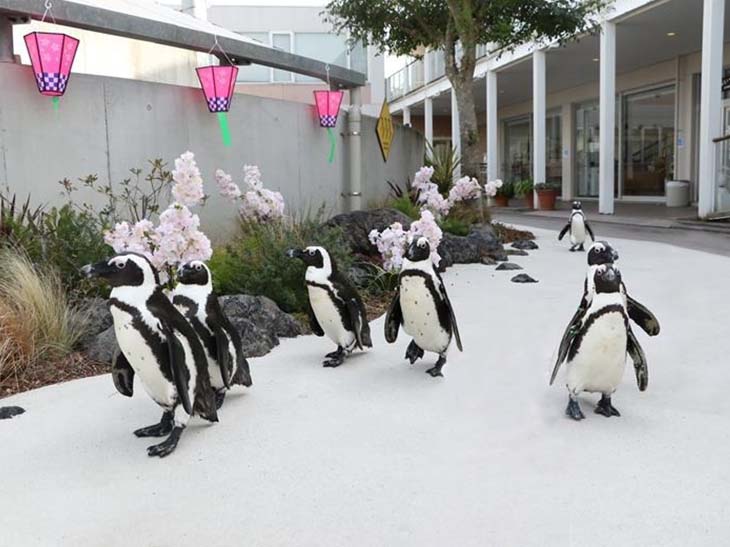 人気のペンギンパレードも桜仕様に