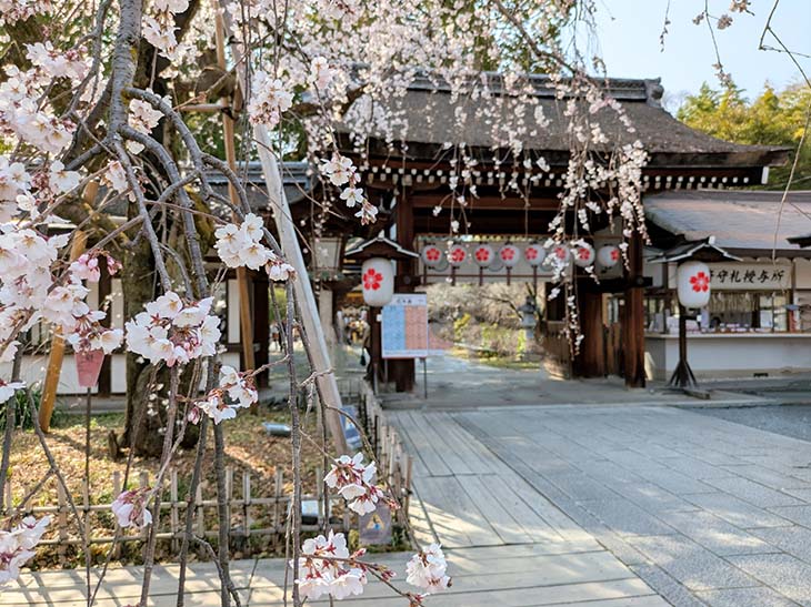 3月24日に開花が発表された魁桜