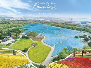 美しいネモフィラが満開！国営ひたち海浜公園でグルメもお土産も楽しめる「Flowering2025」が開催中