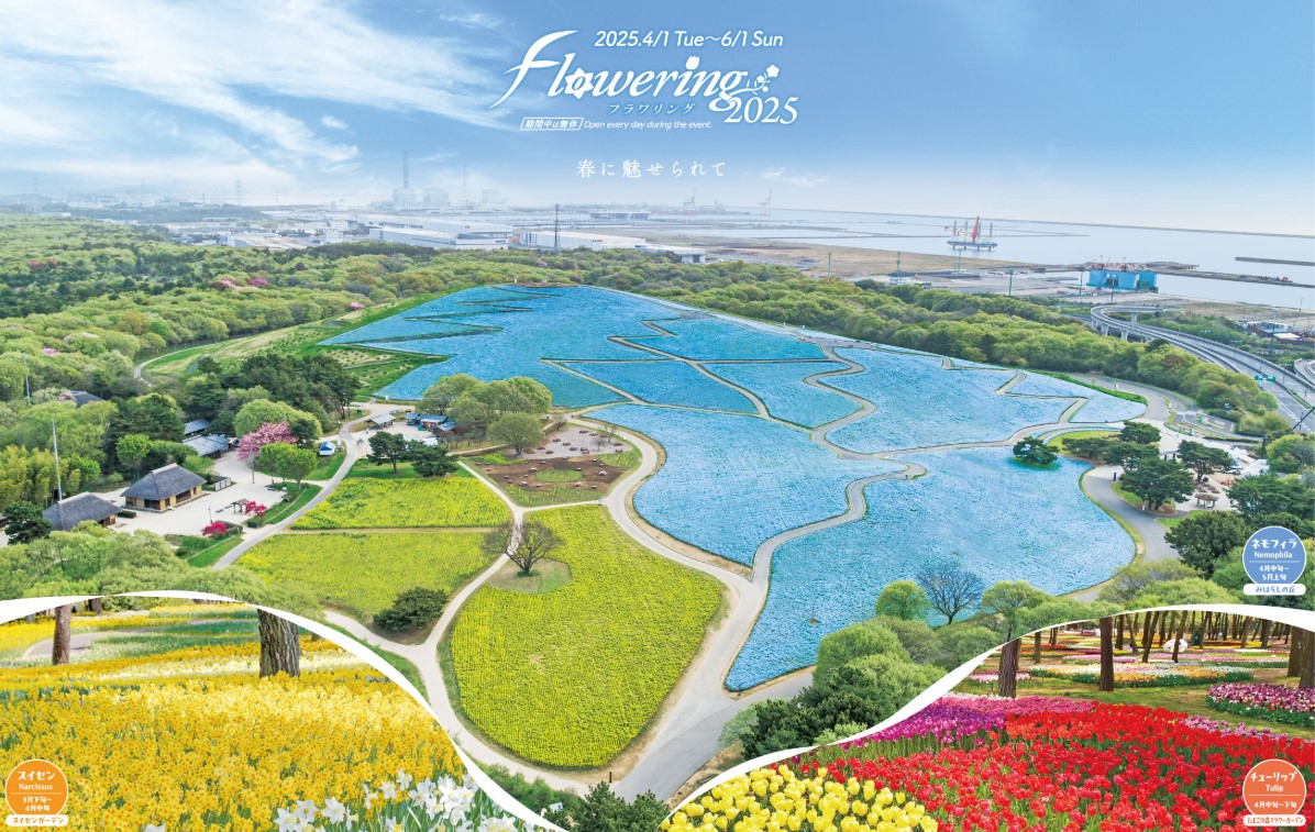 美しいネモフィラが満開！国営ひたち海浜公園でグルメもお土産も楽しめる「Flowering2025」が開催中
