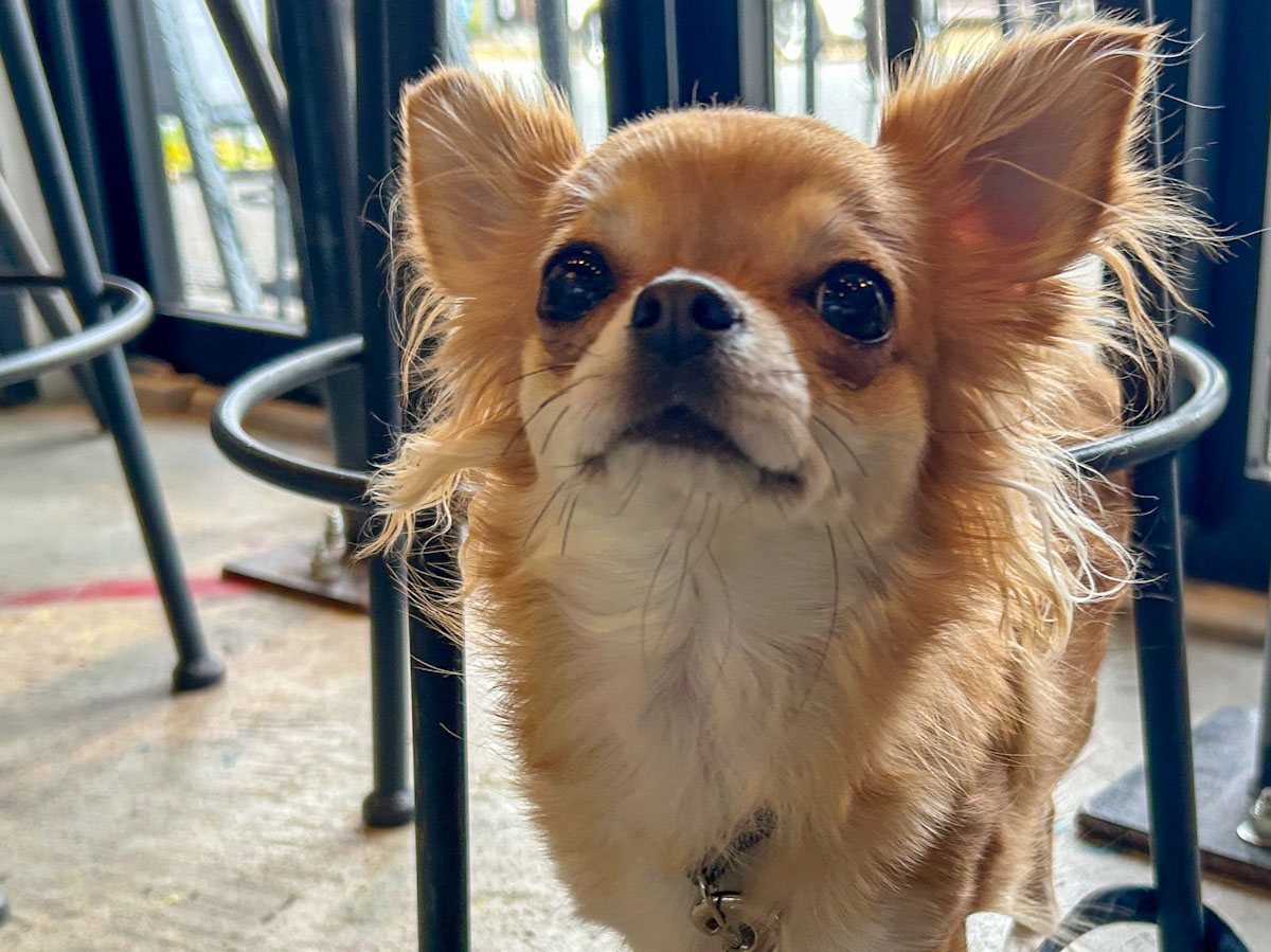 看板犬のレンちゃんと合えたらラッキー♪