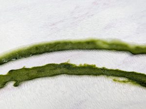 上が「関孫六　極刃ピーラー」。下が一般的なT型ピーラー。断面の滑らかさが違います
