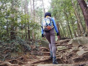 登山道の様子