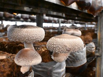 和歌山が誇る最強のきのこ「龍神マッシュ」とは？ 龍神村で生まれる幻の巨大しいたけを追う