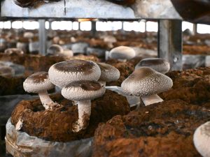 立派に育った龍神椎茸。小さいものや形のよくないものは干し椎茸にする