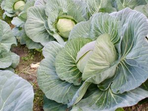 食通も絶賛！泉佐野産「プレミアム松波キャベツ」の濃厚な甘みと極上の食感を味わえる逸品 [食楽web]