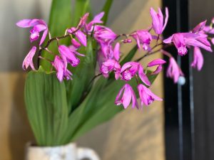店内には、スタッフのお庭で咲いた季節の花が生けられています