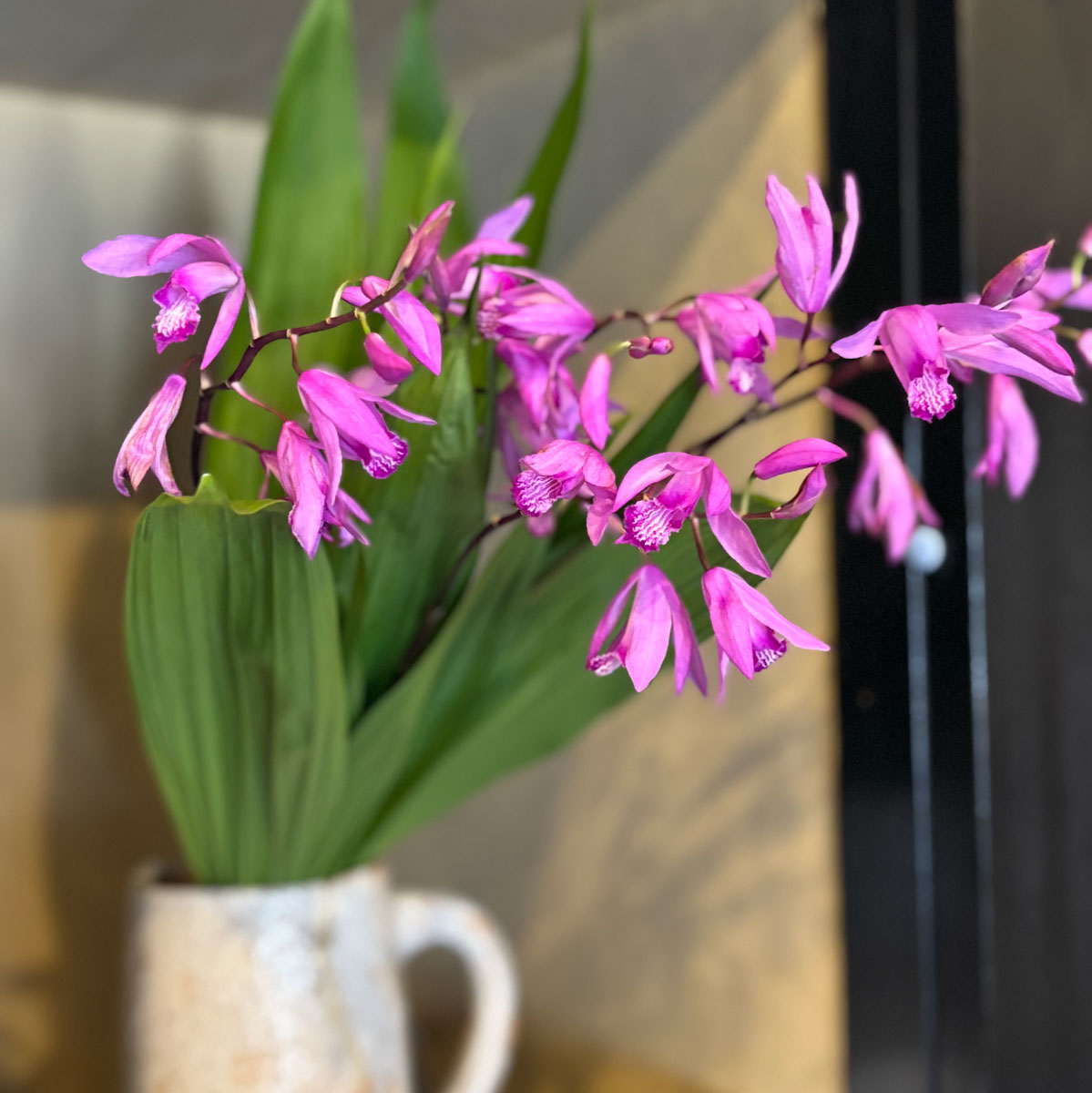 店内には、スタッフのお庭で咲いた季節の花が生けられています