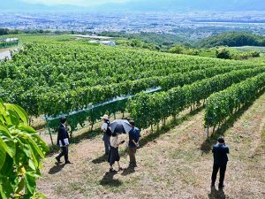 甲府盆地を見渡せる「眺望台」の下に広がるぶどう畑が圧巻！ 実際にさまざまな品種のぶどうを見て回ることができます