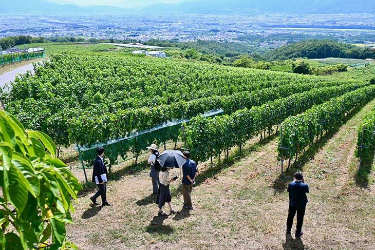 甲府盆地を見渡せる「眺望台」の下に広がるぶどう畑が圧巻！ 実際にさまざまな品種のぶどうを見て回ることができます