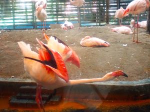 フラミンゴがガラスを隔てたすぐ向こうに来てくれると、やたら嬉しい。こんな形してるのか！　と間近で見られる機会も、そうそうないので