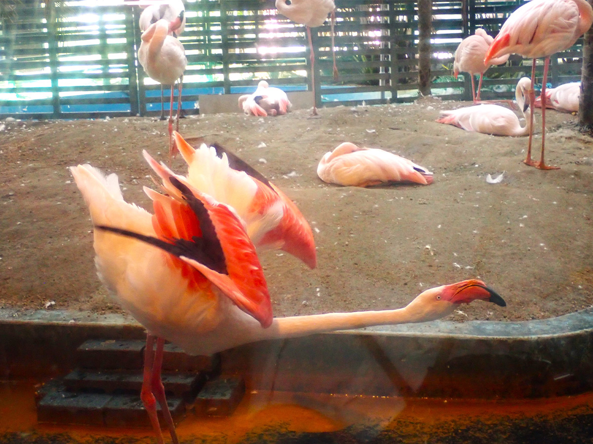 フラミンゴがガラスを隔てたすぐ向こうに来てくれると、やたら嬉しい。こんな形してるのか! と間近で見られる機会も、そうそうないので