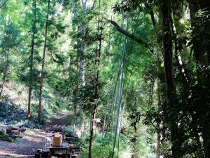 焚火スペースやハンモック、マウンテンバイク用のコースもあります