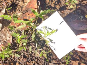 白紙で行う「サンキャッチャー」は大人たちも夢中になりました