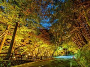 ライトアップされた夜の紅葉は幻想的