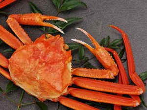 鳥取の名産「松葉がに」の今シーズンの漁は2026年3月20日まで
