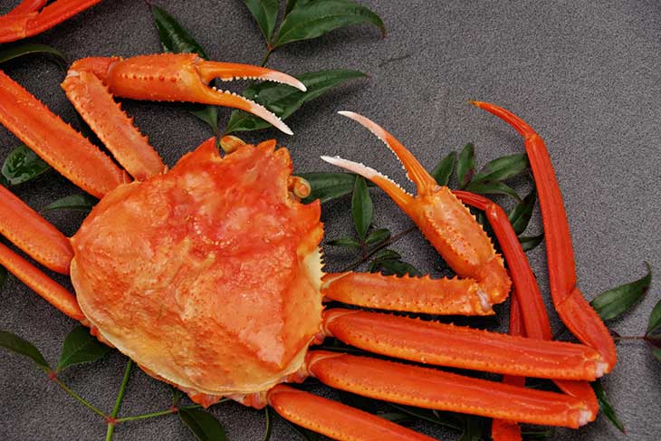 鳥取の名産「松葉がに」の今シーズンの漁は2026年3月20日まで