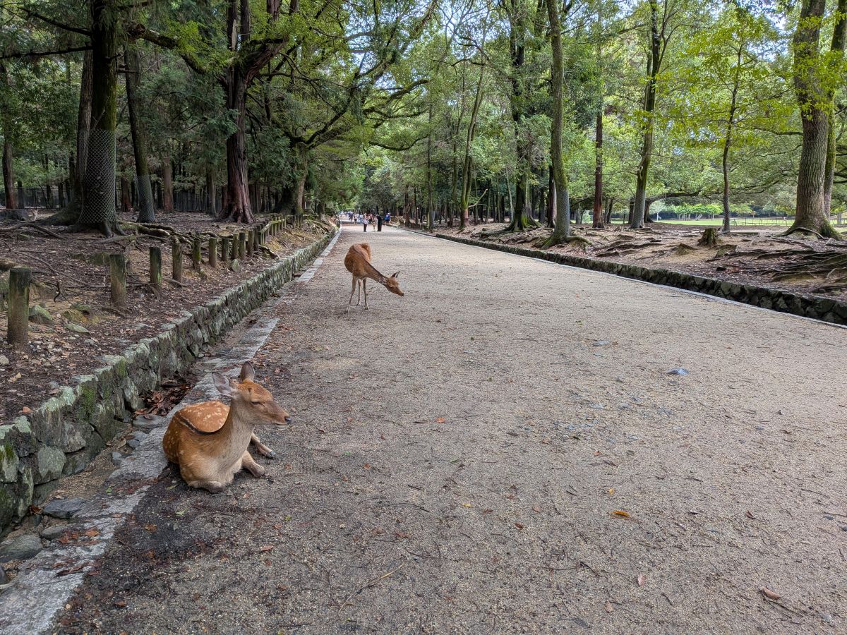 春日大社の参道。進んでいくとあちこちに鹿がいます