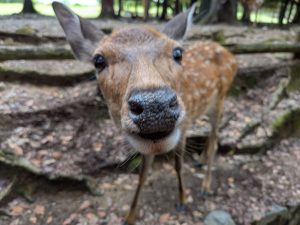 こんな人懐っこい鹿もいます