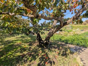 刀根早生柿の原木