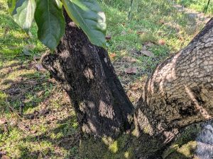 倒木の片側だけが突然変異を起こし、通常11月収穫の柿が、2〜3週間も早く10月に色づくように。原木は今も健在です※私有地のため一般には立ち入りはできません