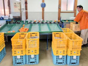 収穫から選定まですべて手作業