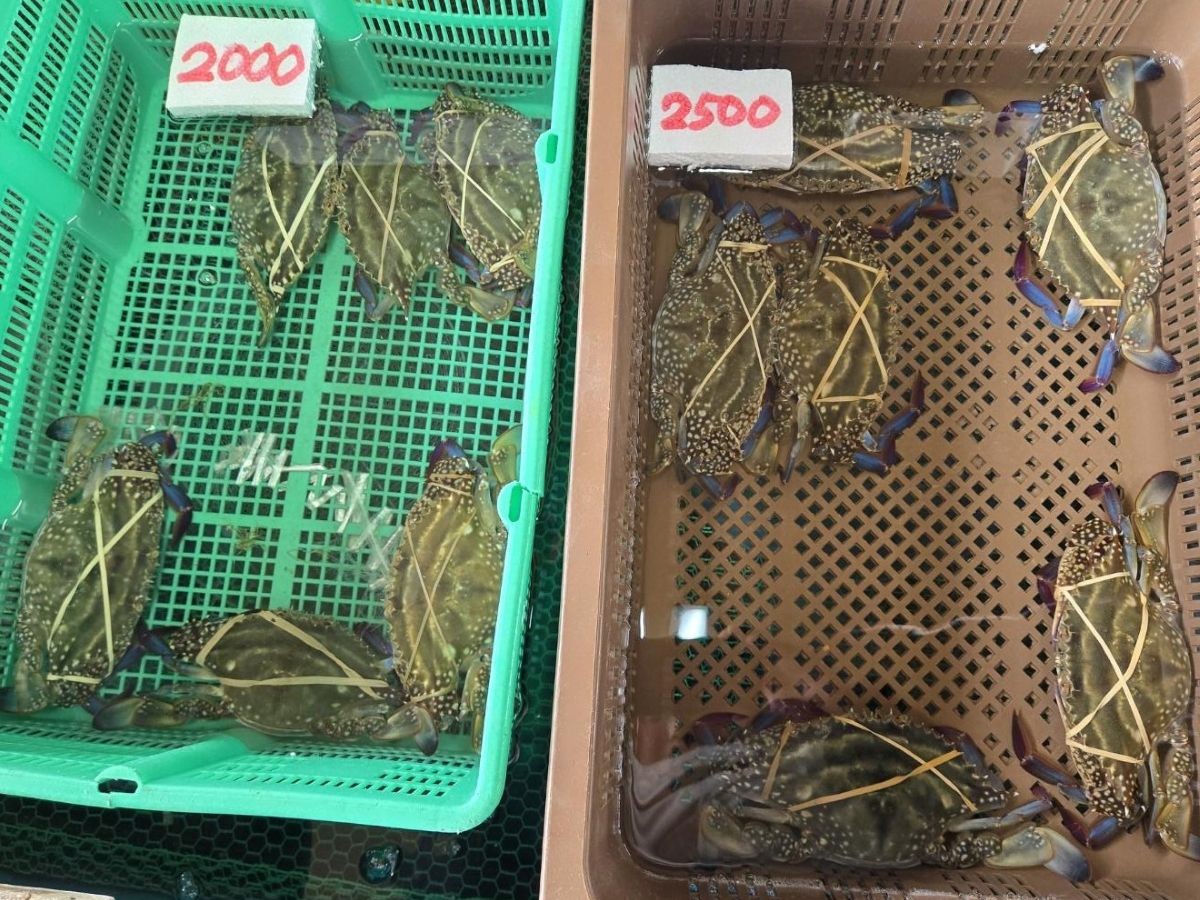 活きたまま並ぶ竹崎カニ。鮮度抜群のまま持ち帰れるのが魅力 [食楽web]