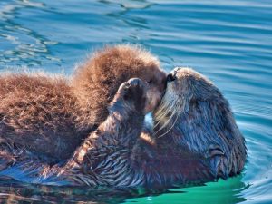 野生のラッコが見られる町！　［食楽web］