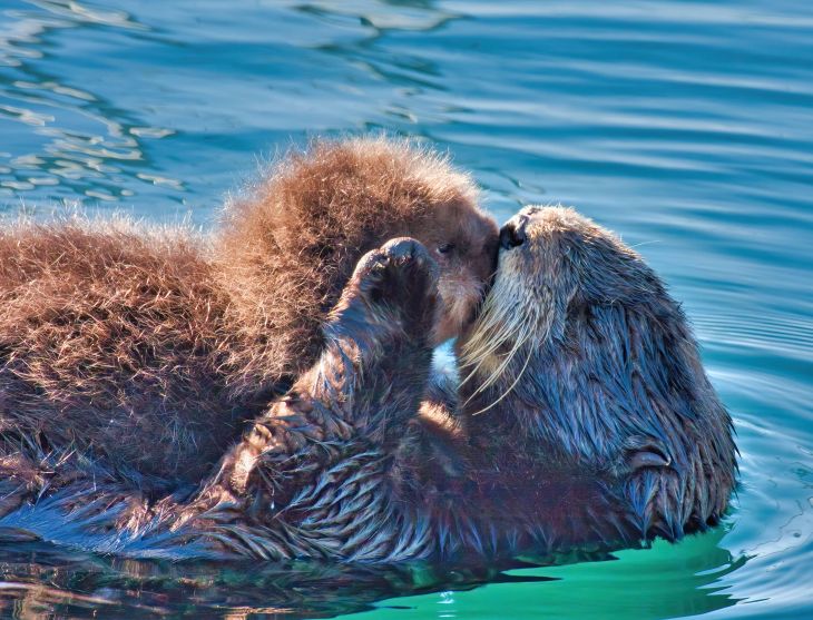 野生のラッコが見られる町！　［食楽web］
