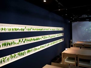 壁面にはお茶の新茶葉を使った植物標本で囲まれたオシャレな空間