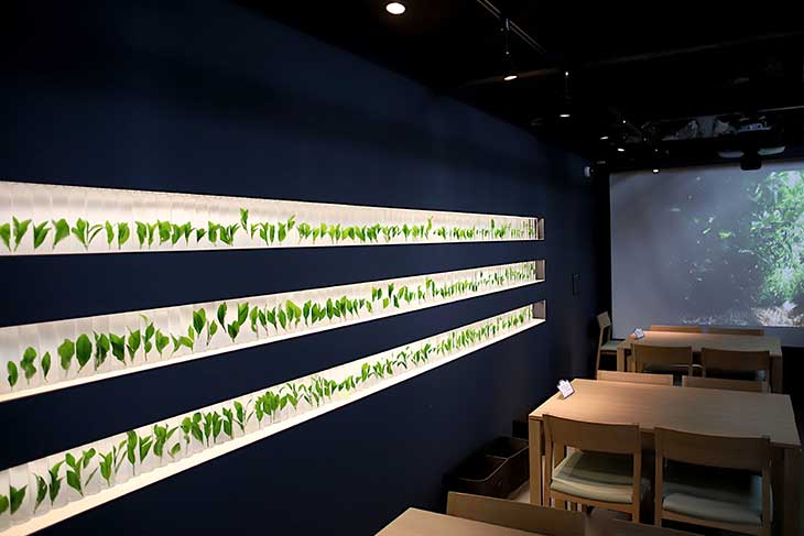 壁面にはお茶の新茶葉を使った植物標本で囲まれたオシャレな空間
