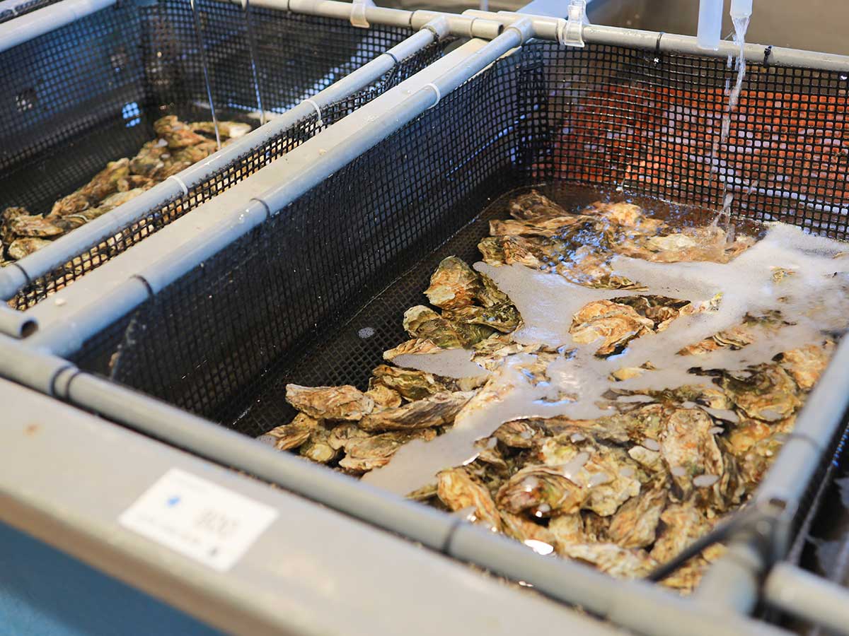 提供される直前まで入善海洋深層水で浄化される牡蠣