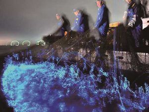 定置網漁の際に発光するホタルイカ