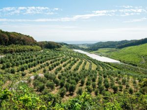 国東クリーブガーデンのオリーブ園が広がる丘からの眺め