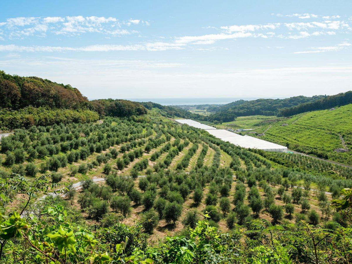 国東クリーブガーデンのオリーブ園が広がる丘からの眺め