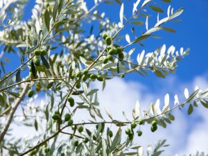 山と海の風が通り抜ける国東半島で、実を結ぶオリーブ。 ここから、香り高い一滴が生まれる