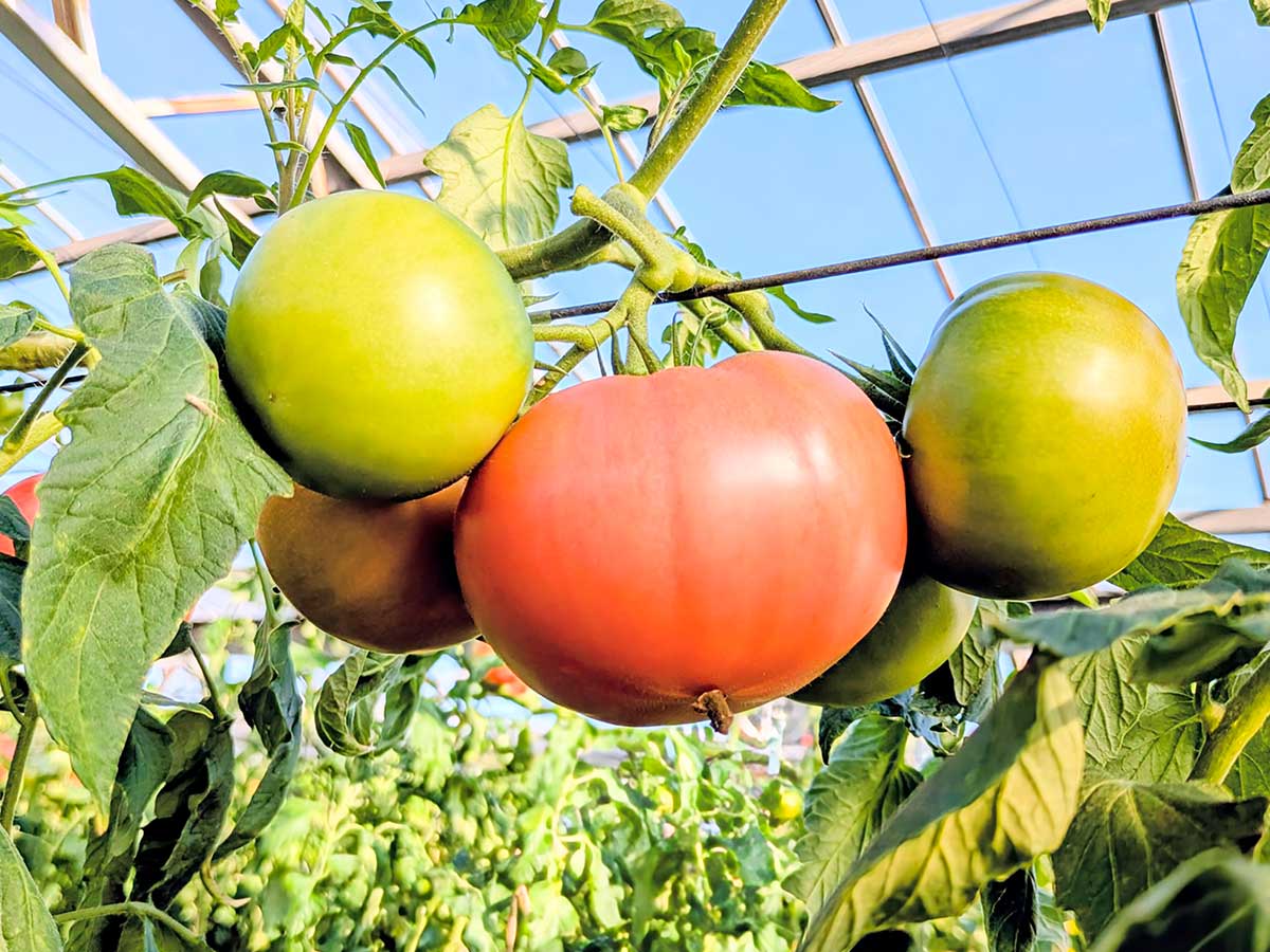 規格外トマトがごちそうに変わる！山梨・ヨダファームの“濃厚トマトソース”と絶品レシピ3選