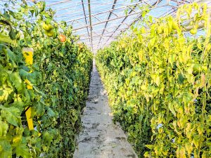 良質な天然水による水耕栽培とハチの自然交配によって、より自然に近い栽培を行っている