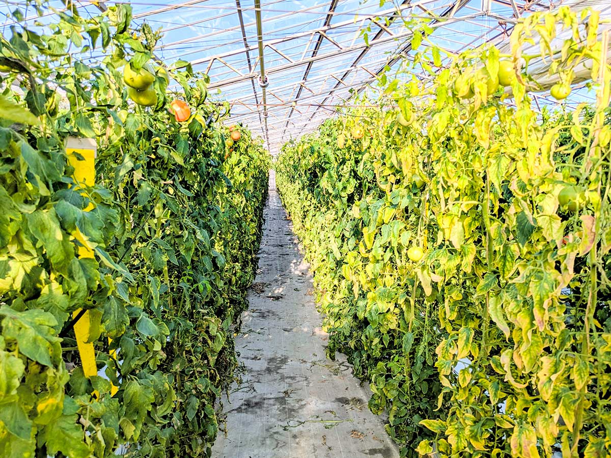 良質な天然水による水耕栽培とハチの自然交配によって、より自然に近い栽培を行っている