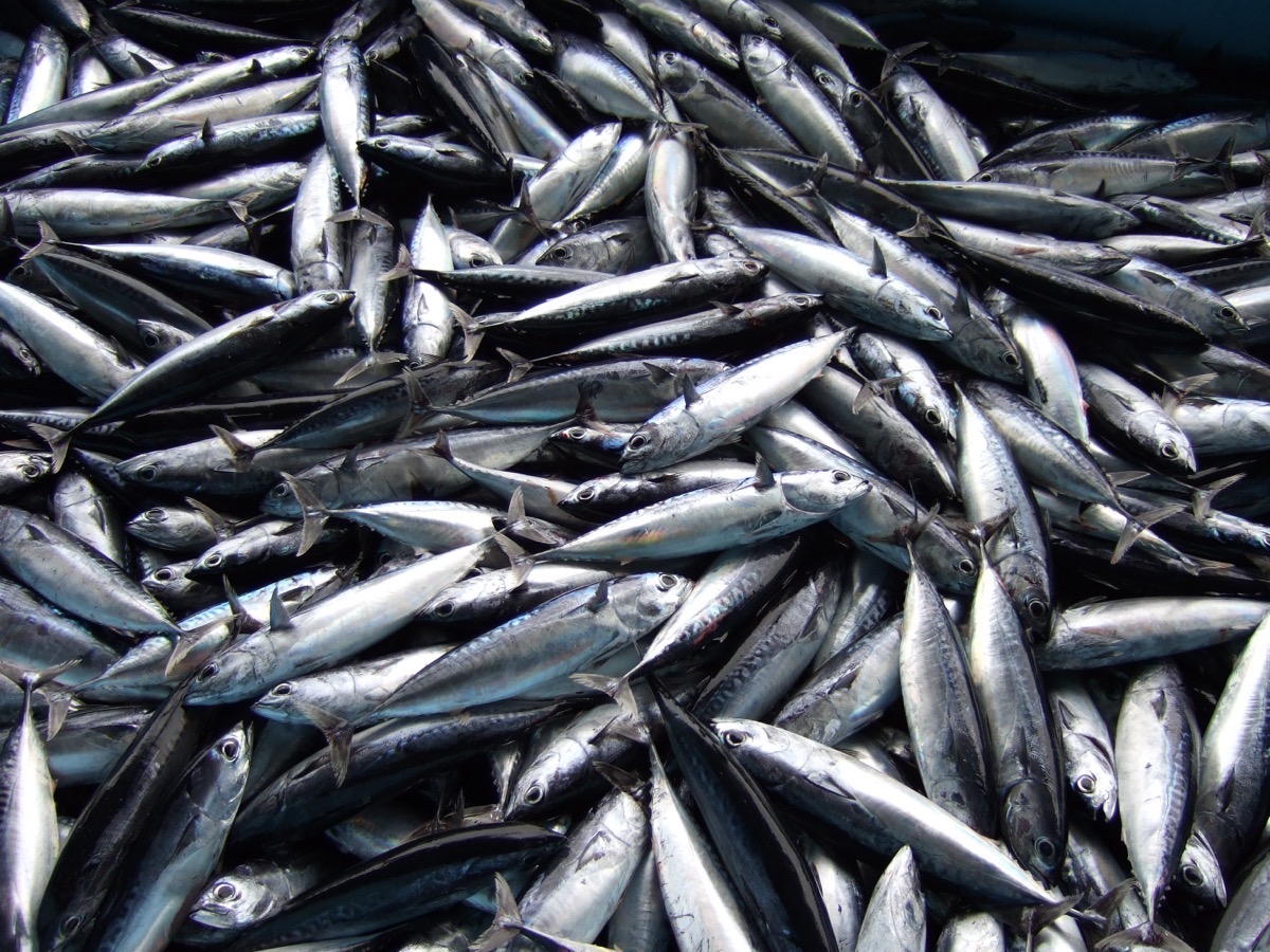 水揚げされたばかりの寒メジカ（ソウダガツオ）