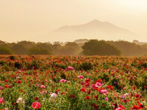 「ロリータの聖地」としてだけでなく豊かな自然が広がる下妻