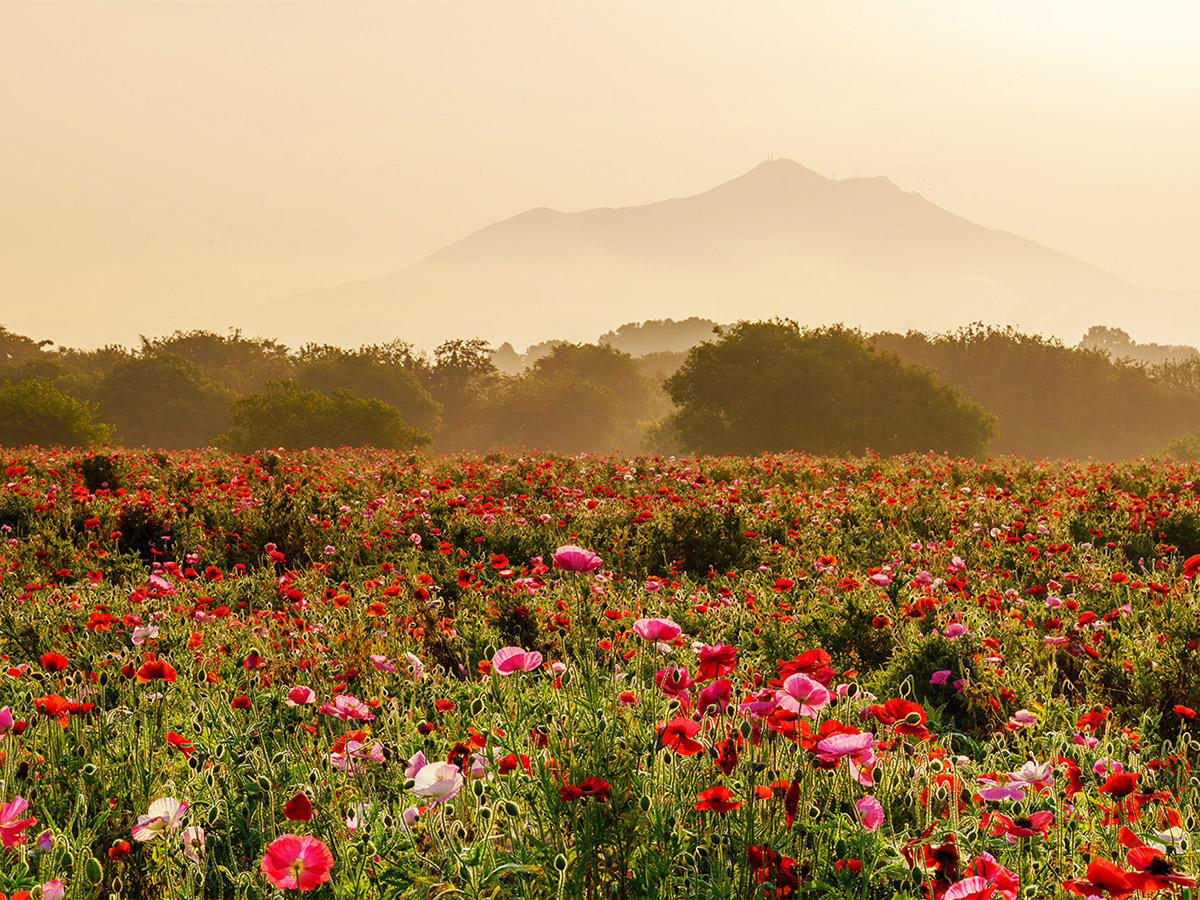 「ロリータの聖地」としてだけでなく豊かな自然が広がる下妻