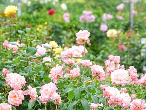 春と秋に見頃を迎える、町を彩る駕与丁公園の色とりどりのバラ
